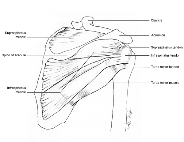 anterior_shoulder
